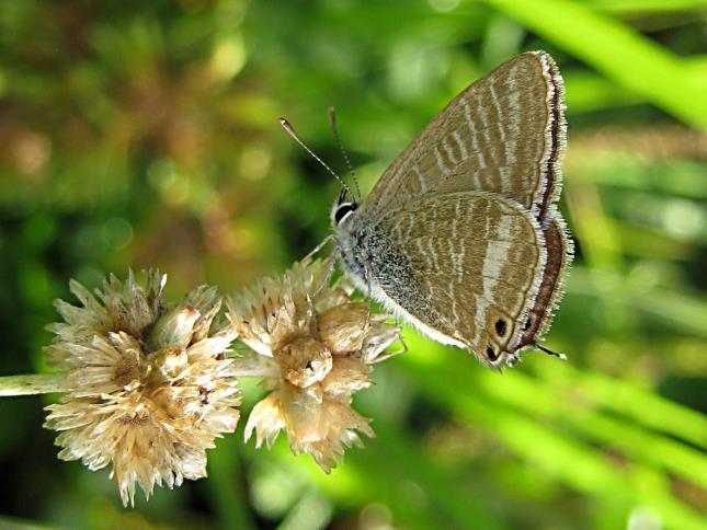 Long-tailed blue Photo by Richard Plinston On each side of the crater 500m transects have been set up and butterflies within 10m along each side of the track are counted every week or fortnight from