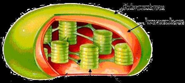 PHOTOSYNTHESIS HAPPENS IN CHLOROPLASTS Proteins that