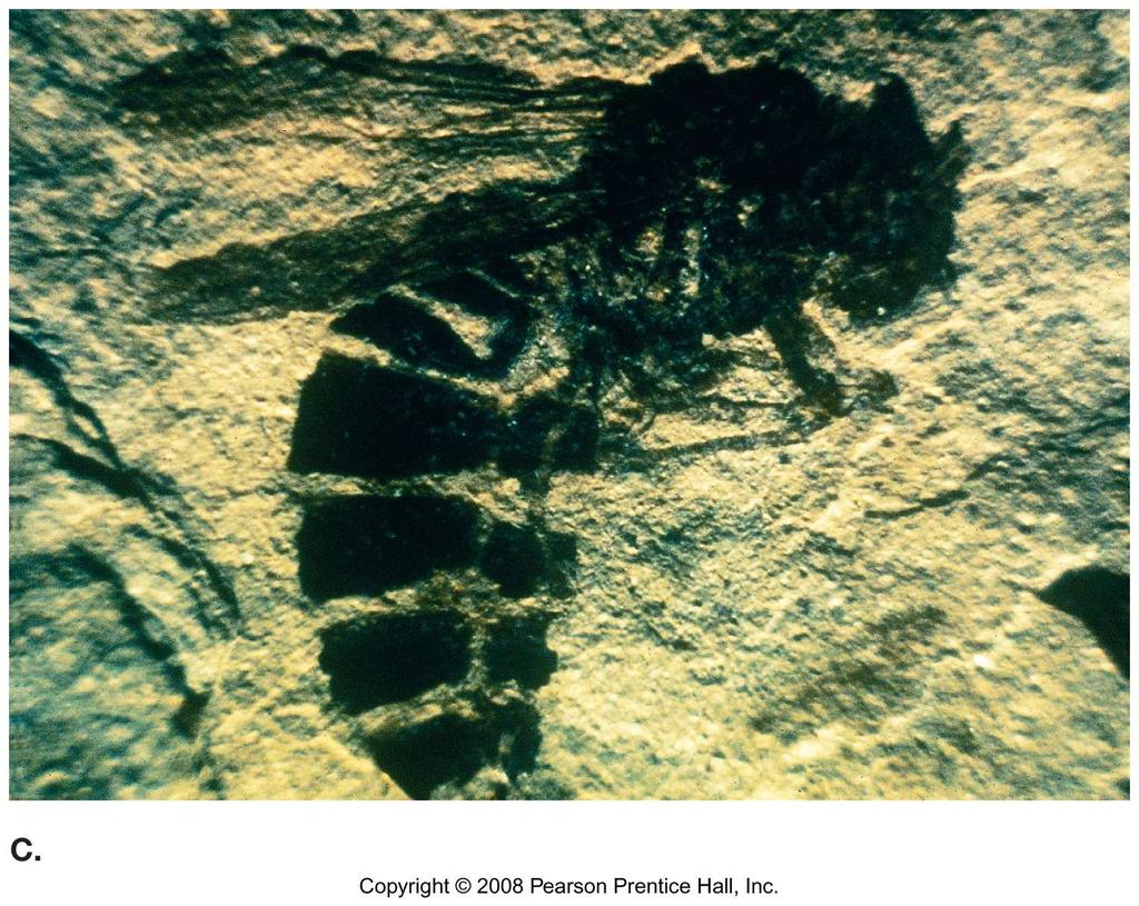 A bee fossil preserved by