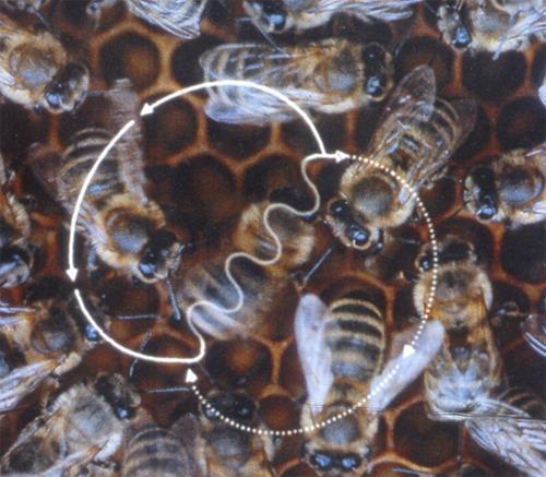 Mechanisms for SO Example: Honeybee Foraging SO is supported by the following mechanisms: Positive feedback (amplification) Mechanisms that encourage certain quantities or patterns to grow.