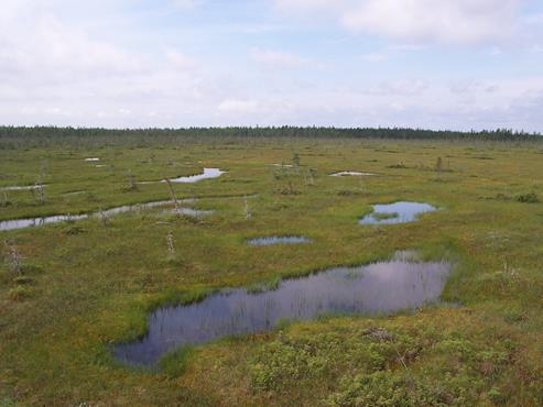 Bogs: a wetland