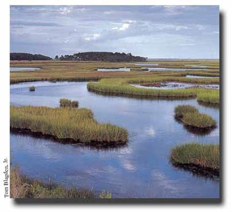 Marshes: a wetland