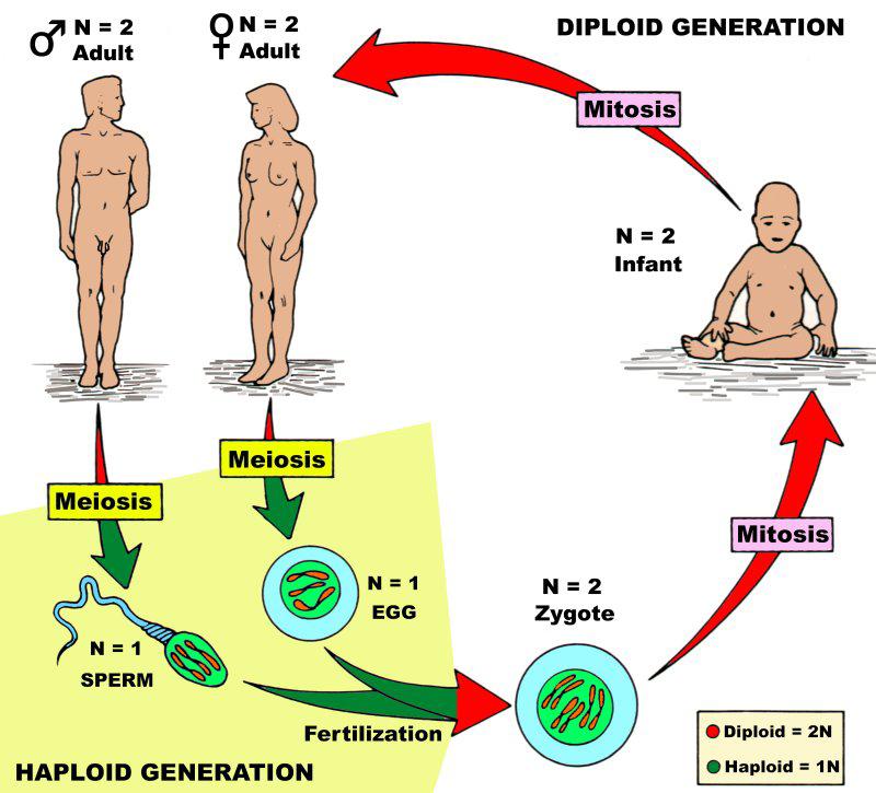 this condition is indicated by the notation N=1. The portion of the life cycle in which the cells contain half the normal amount of genetic material is called the haploid generation.
