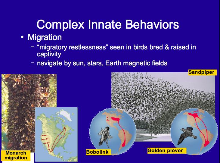 Complex Innate Behaviors Migration Migratory restlessness seen in birds