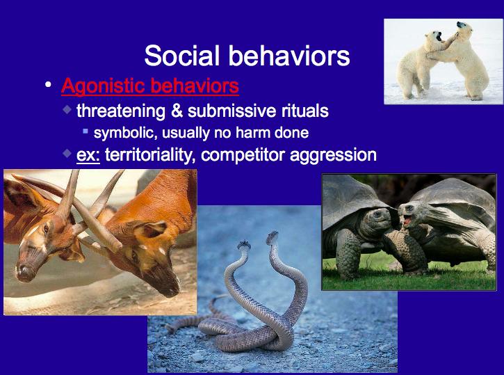 Agonistic Behaviors Threatening & submissive rituals
