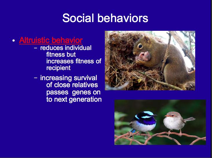 Altruistic behavior Reduces individual fitness, but increases fitness of recipient