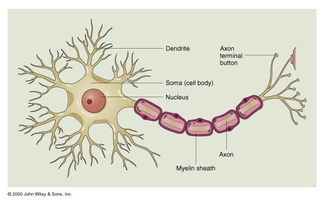 Neuron Neurons Neurons are cells in the brain and other subsystems of nervous system. Neurons are typically composed of a soma(cell body), a dendritic tree and an axon.
