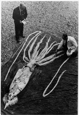 Giant squid The nerve axon of the giant squid is nearly a millimeter thick, significantly larger than any nerve cells in humans.