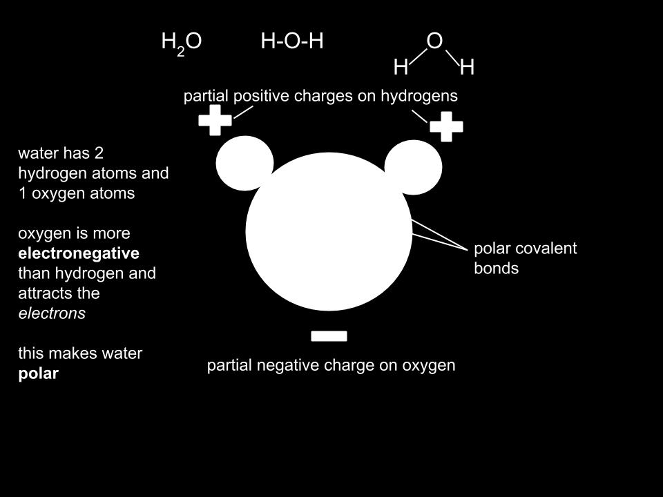 molecules have O on one end and H s on the other end Polarity - Electrons are shared unequally & there