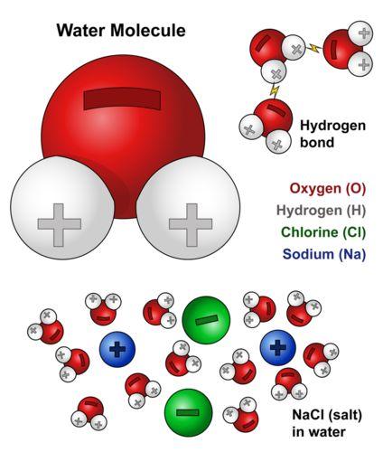 of the cell High heat of vaporization Water has a high heat of vaporization - amount of heat needed to change a substance into a gas Also because hydrogen bonds take a lot of energy to break apart