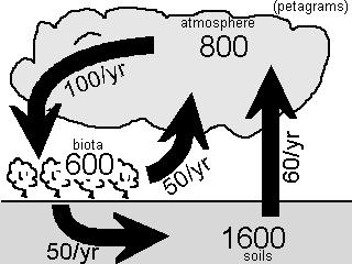 23. Humans have drastically impacted this nutrient cycle, especially after the invention of the Haber-Bosch Process. Currently, more of this nutrient is fixed by artificial means than by nature. a. carbon b.