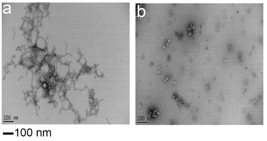 Figure S8. TEM image analysis of seed catalyzed Aβ42 aggregation.