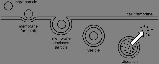 Cell membranes (cont d) 2. Cell organelles and functions The action of receptors in a cell: 1.