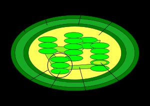 Chloroplasts 2.