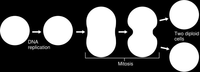Mitosis - The process of mitosis 1. Copying of the chromosomes 2. Nuclear membrane dissolves and a series of fibers (spindle fibers) develop 3.