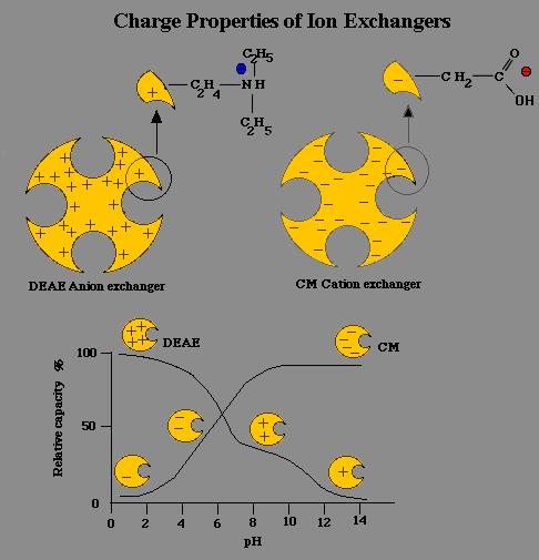 Ion exchange chromatography: