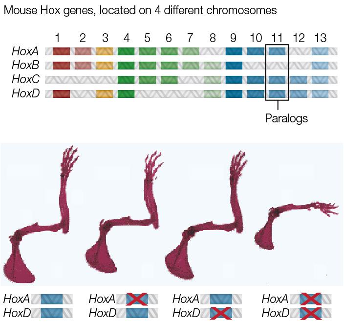 Vertebrate Hox genes In vertebrates (animals that have backbones), the entire Hox cluster has been duplicated multiple times. Mice and other mammals have four Hox clusters.