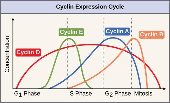FIGURE 10.11 The concentrations of cyclin proteins change throughout the cell cycle. There is a direct correlation between cyclin accumulation and the three major cell cycle checkpoints.