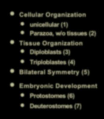 Diploblasts (3) Triploblastes (4) Bilateral Symmetry (5) Embryonic Development Protostomes (6)