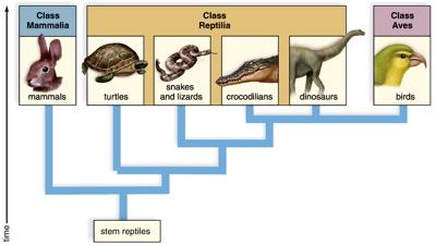 Traditional vs. Cladistic Approach Class Reptilia is paraphyletic Traditional vs.