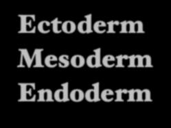 11 Acoelomate Ectoderm