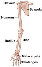 Part 1: Evidence in living Organisms: Homologous Structures Color the homologous bones according to the color scheme below: Green = humerus