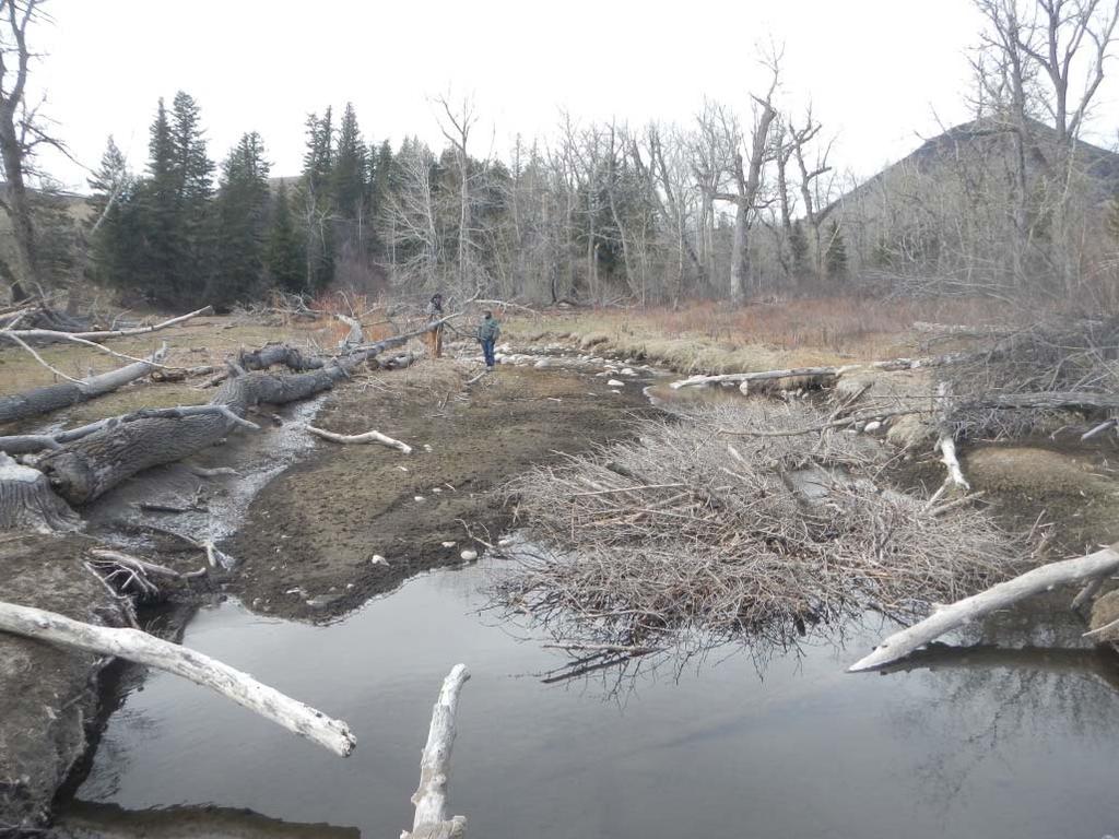 2.1.3 Backwatering in the Historic Channel by Beaver Dams Stillwater Valley Watershed Council Another means of increasing flows over the floodplain and into the historic channel is backwatering in