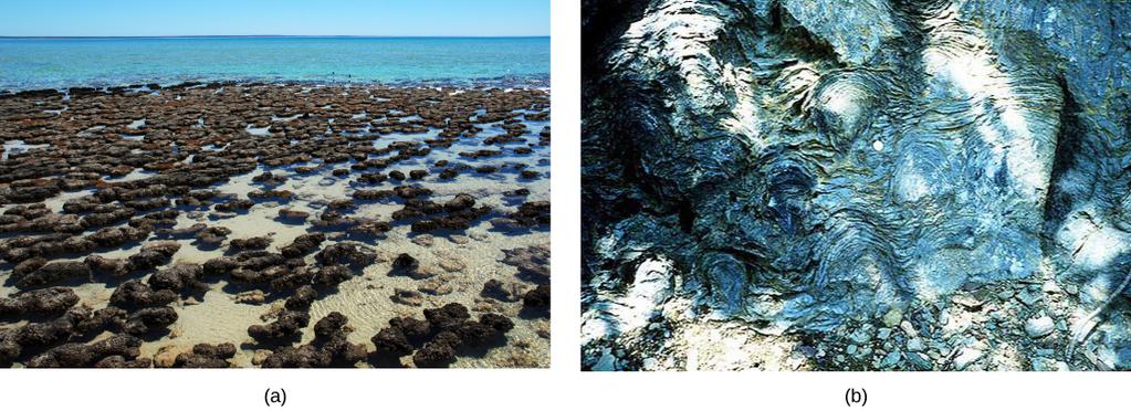 OpenStax-CNX module: m61908 5 Figure 3: (a) These living stromatolites are located in Shark Bay, Australia. (b) These fossilized stromatolites, found in Glacier National Park, Montana, are nearly 1.