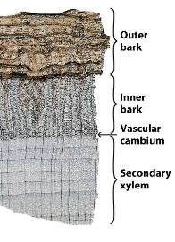 refers to all the tissues outside the vascular cambium
