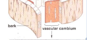 The vascular cambium Meristematic cells of vascular cambium are highly vacuolated.