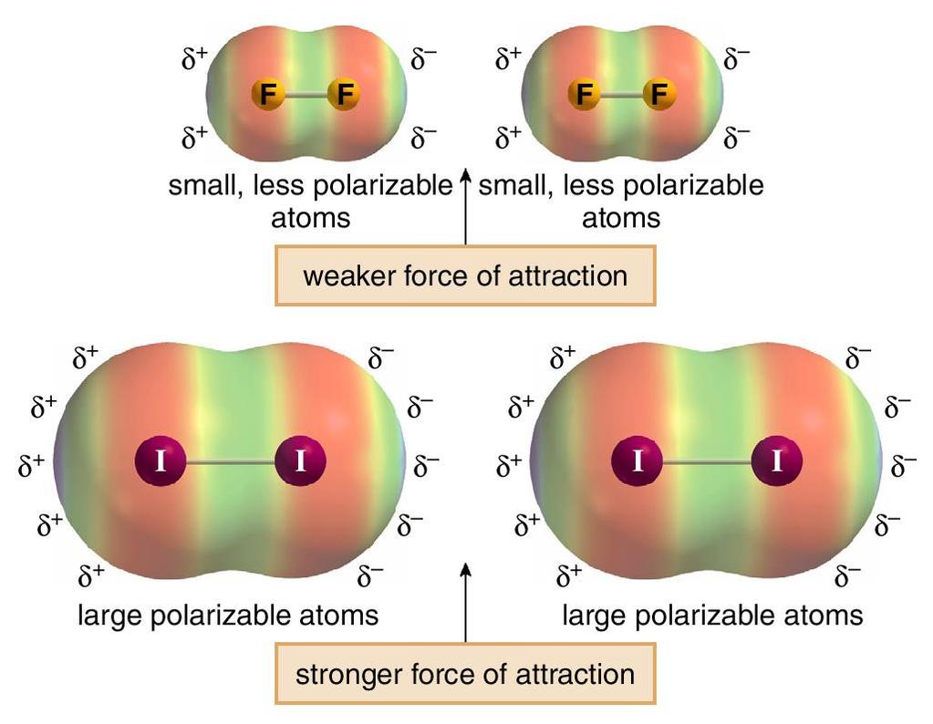 Intermolecular Forces van der Waals Forces van der Waals forces are also affected by polarizability.