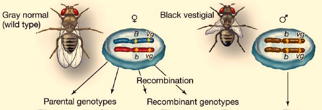 Chromosomes and Inheritance - 4 Morgan was among those who examined this hypothesis with his fruit flies,