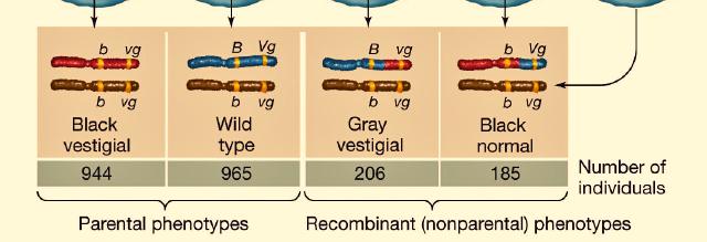 Normal wings and gray were dominant; vestigial wings and black body were recessive mutants.