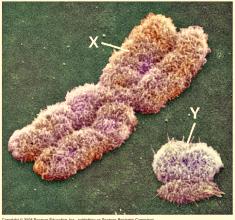 Chromosomes and Inheritance - 6 Chromosome mapping using recombination data was used extensively in the earlier part of the 20 th century despite limitations of knowing just relative positions and