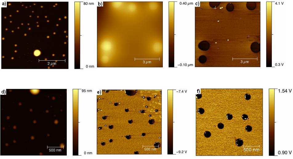 Figure S1: AFM images of vesicles formed by proto-teg1 in cyclohexane was spincast on silica wafer before taking the AFM images: a) height