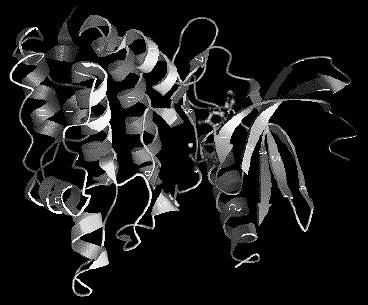 Protein Structure Evolution Related organisms have similar DNA Similarity in sequences of proteins Similarity in organization of genes along the chromosomes Evolution