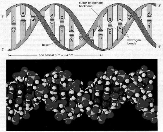 Four nucleotide types: Adenine Guanine Cytosine Thymine DNA