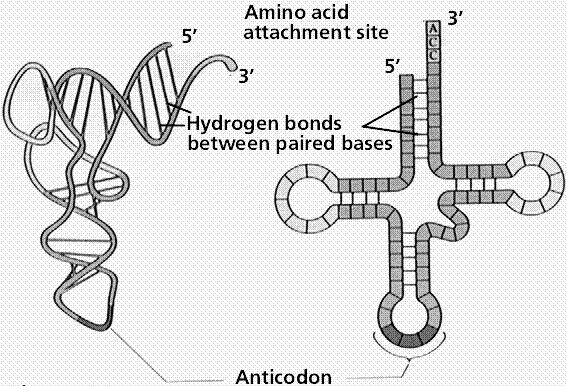 RNA roles Messenger RNA (mrna) Encodes protein sequences Transfer RNA (trna) Adaptor between mrna molecules and aminoacids (protein building blocks) Ribosomal RNA (rrna) Part