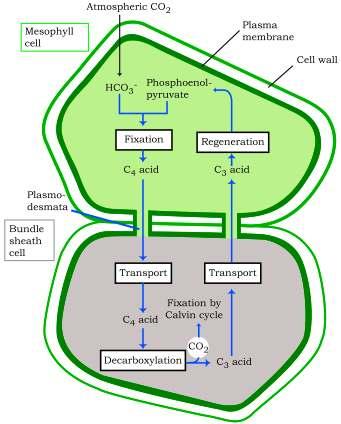 PHOTOSYNTHESIS IN HIGHER PLANTS 219 Now study the pathway shown in Figure 13.9. This pathway that has been named the Hatch and Slack Pathway, is again a cyclic process.