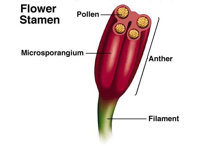 male organs Stamen male floral organ, consists of: Anther part of the stamen that produces