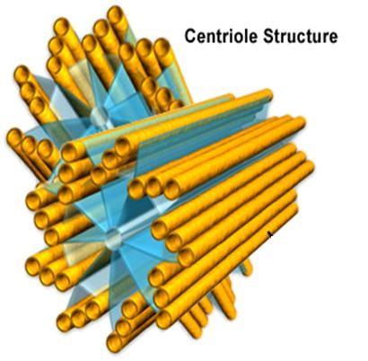 Eukaryotic Cell Structures Centrioles Based on this diagram, what cytoskeletal component also makes up centrioles? In what general area are centrioles found in the cell? How many found together?