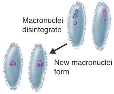 haploid, micronucleus/micronuclei, disintegrate, mitosis, fuse,