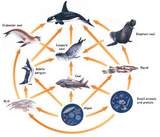 What is the role of phytoplankton in the marine food web?