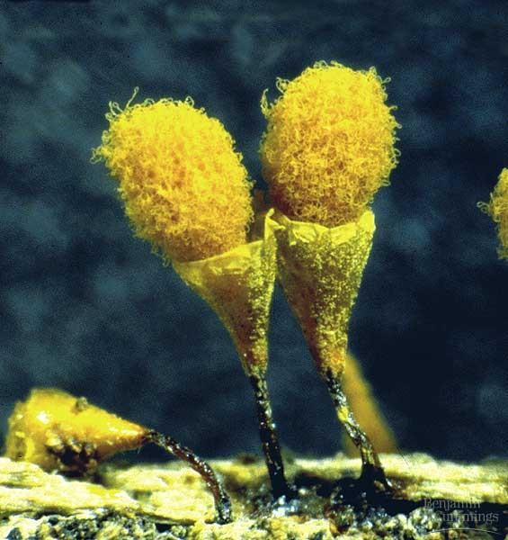 Slime Molds Amoeba-like Cells Sporangia Which group of