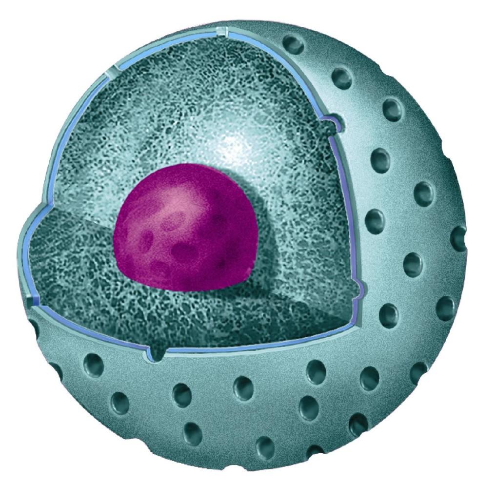 Eukaryotic Cell Structures Identify the most important compound contained in the nucleus? Define it. Does it ever leave the nucleus?