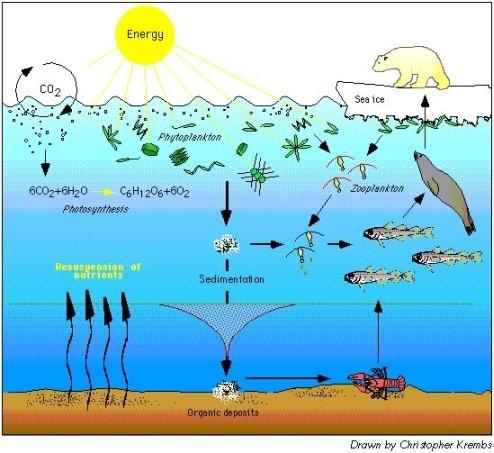 Ecology of Unicellular Algae What is the