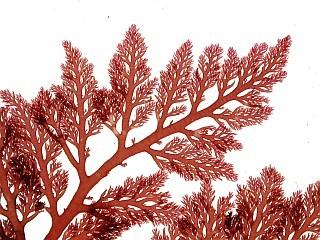 Red Algae (P.