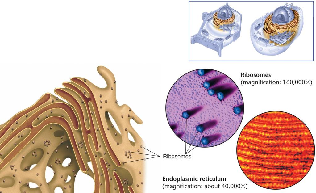 What are the two types of ER and their abreviations? Eukaryotic Cell Structures Endoplasmic What differentiates them structurally?