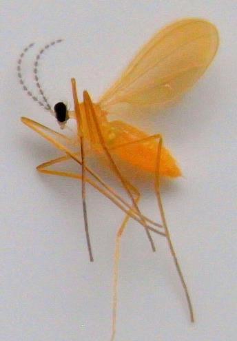 Plate 3 A female Enigmadiplosis agapanthi a new species of gall midge recently found attacking
