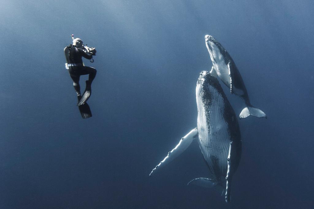Majestic Whale Encounters